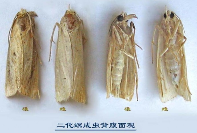 二化螟病虫害，水稻病虫害，高收水稻套餐