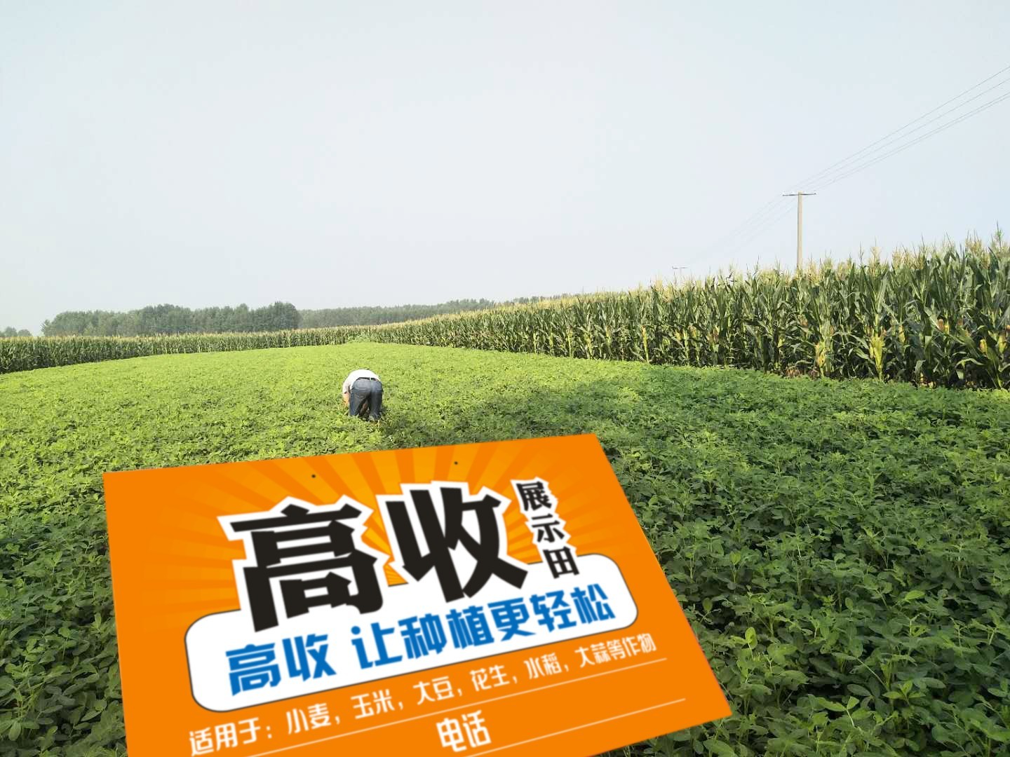 高收花生 (3)
