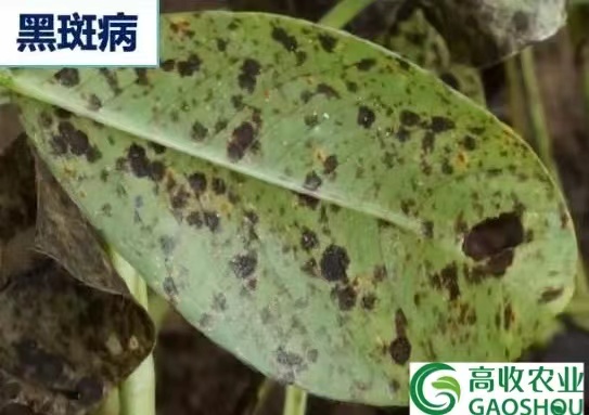 花生黑斑病特效药--方方面面增产套餐