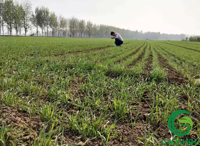 除草剂什么时候打