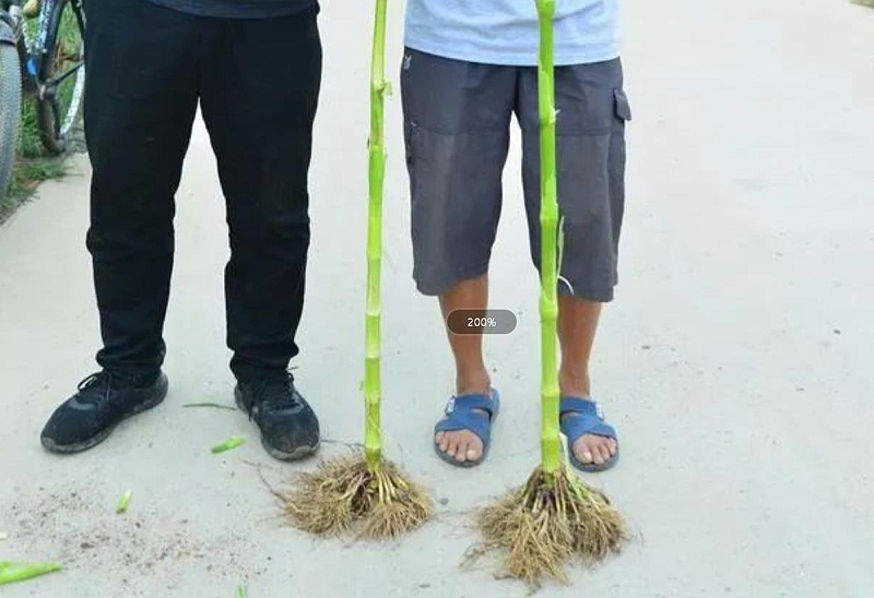 高收玉米霸王根