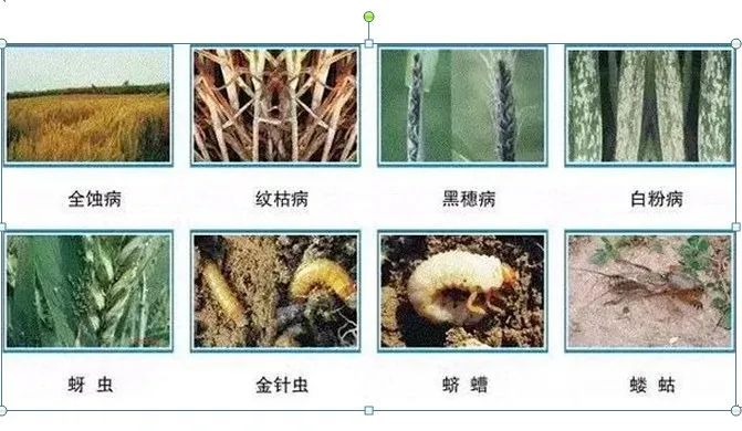 高收农业科技