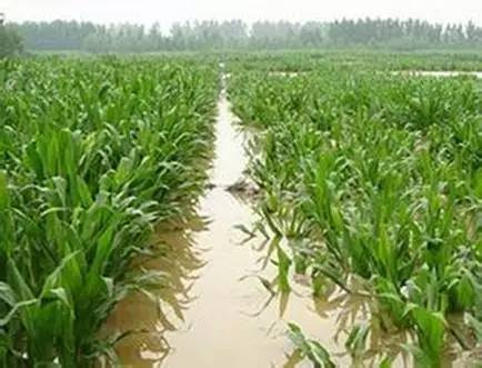 暴雨后玉米倒伏的正确补救方法！