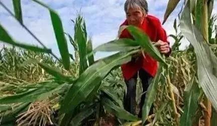 玉米倒伏