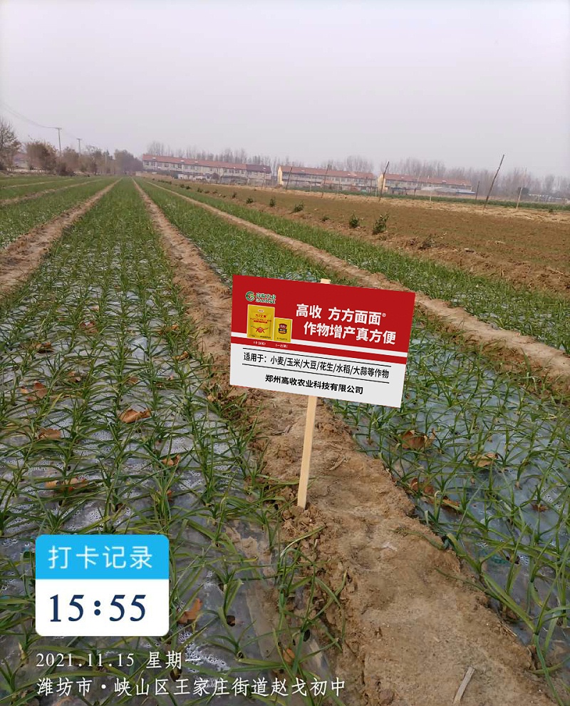 高收大蒜增产套餐