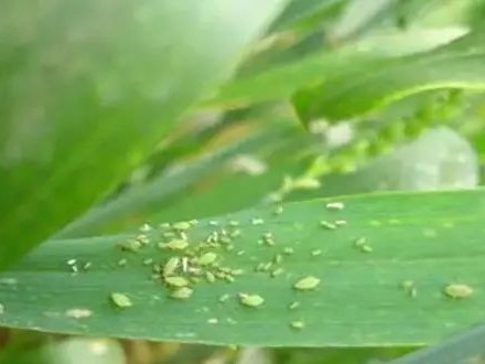 8月高温天气持续，多地玉米出事，6大应对方法高产稳产！