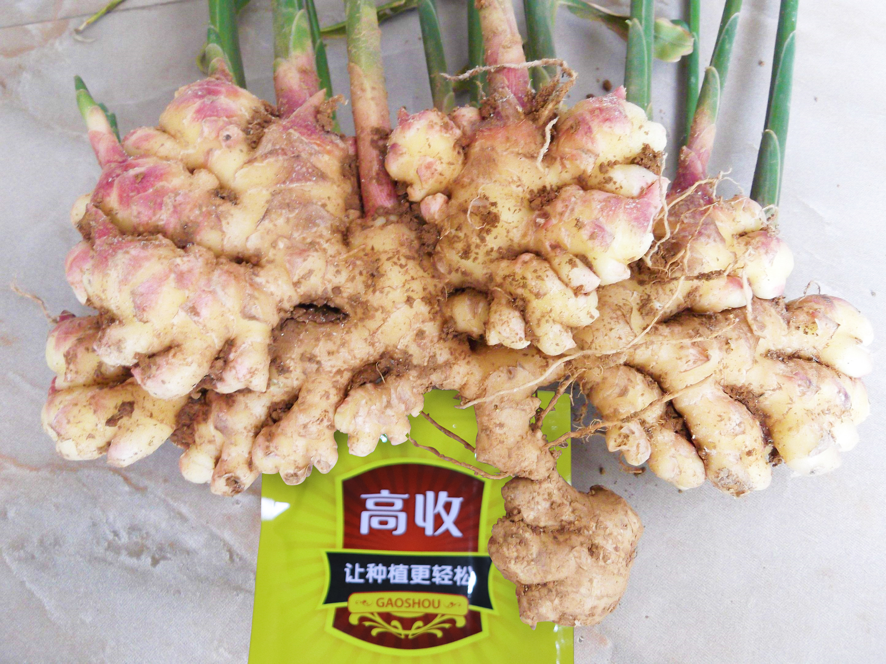 如何种植生姜实现生姜高产