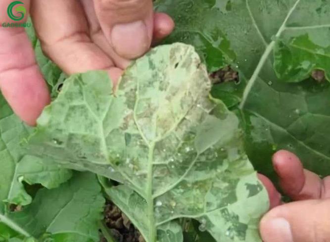油菜霜霉病