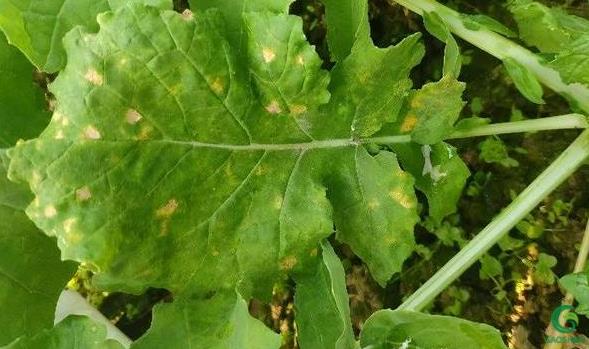 油菜霜霉病防治办法