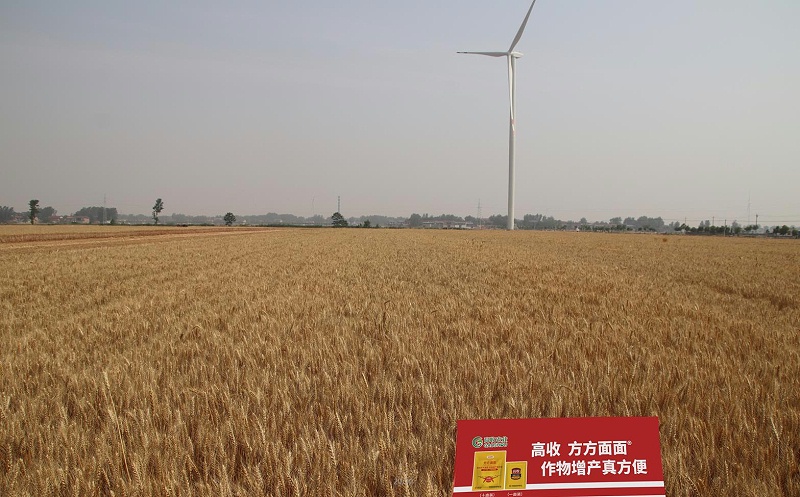 麦苗受冻害后怎么办