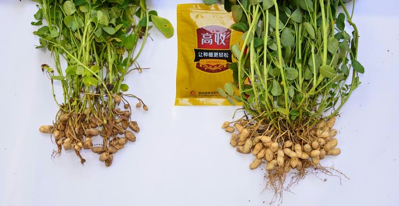 高收花生增产套餐,花生增产,郑州高收农业科技