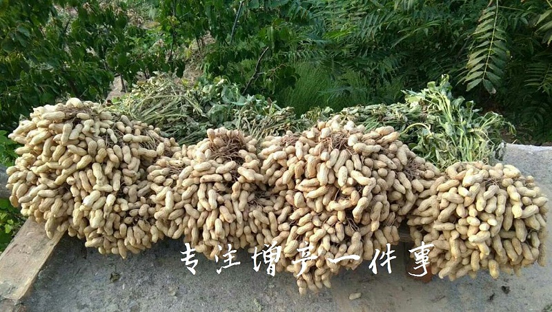 高收花生增产套餐,花生增产,郑州高收农业科技