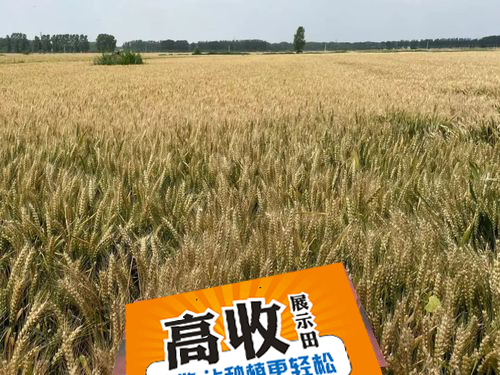 高收小麦增产套餐