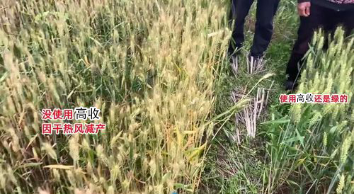 没用高收干热风减产，