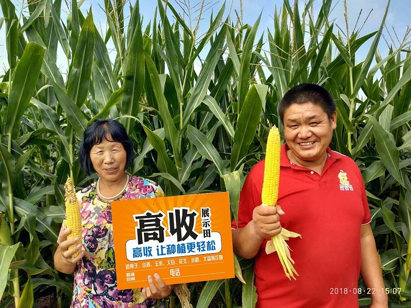 高收方方面面玉米增产套餐