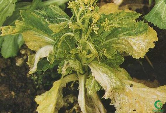 油菜病毒病的防治方法