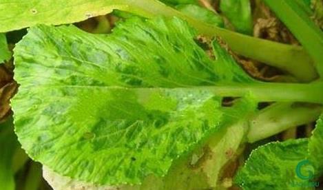 油菜病毒病用什么药