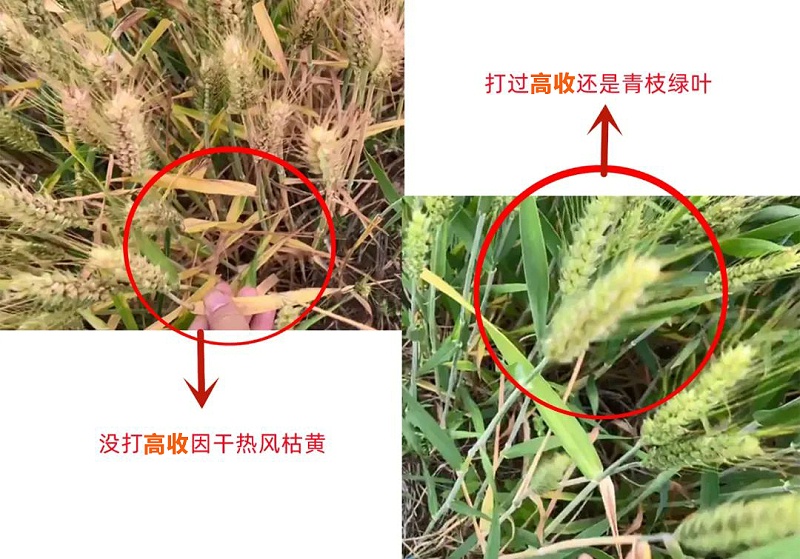 高收小麦增产套餐，小麦抗干热风，