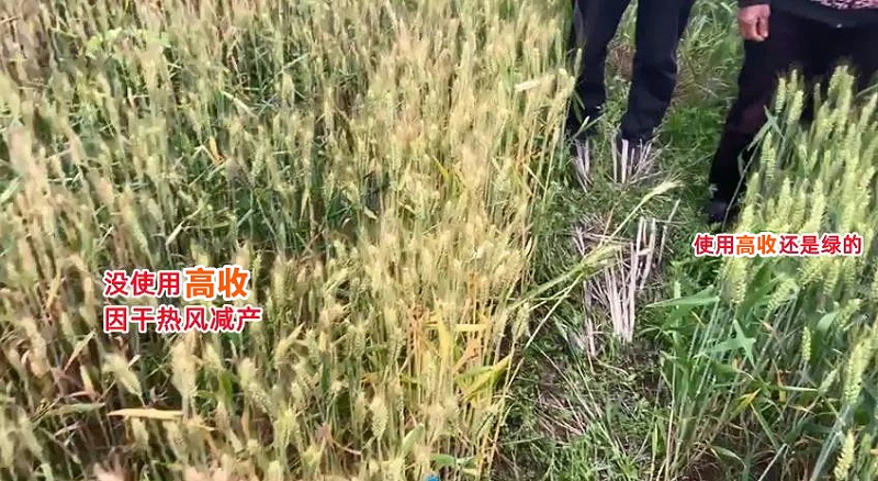 高收小麦增产套餐，小麦干热风减产