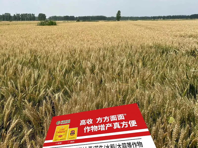小麦干热风，小麦倒伏，高收方方面面增产套餐