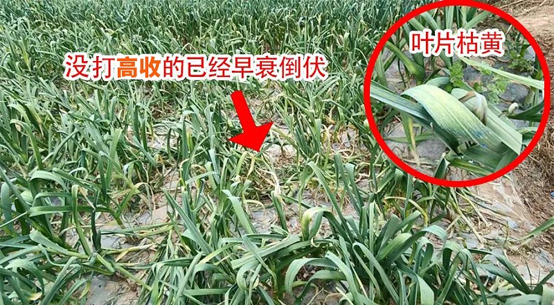 高收大蒜增产套餐，大蒜方方面面增产套餐