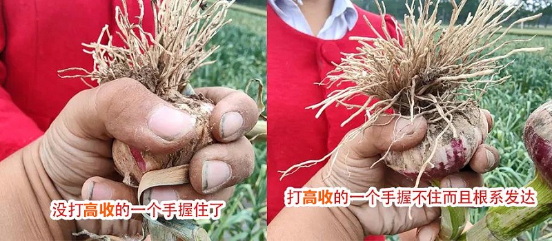 高收大蒜方方面面增产套餐，打过高收的大蒜一个手握不住