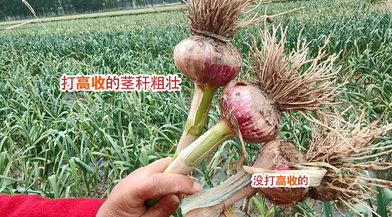 高收大蒜增产套餐，高收方方面面增产套餐