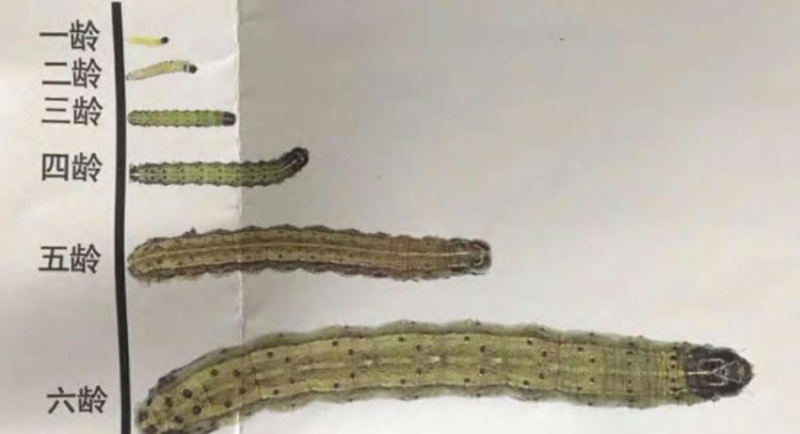 玉米粘虫怎么识别？