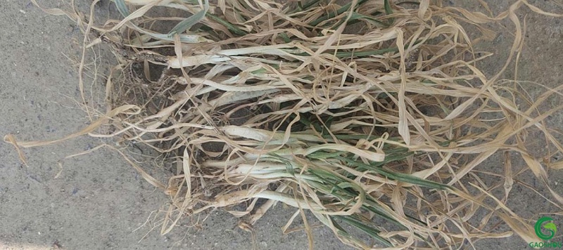 小麦冻害发黄