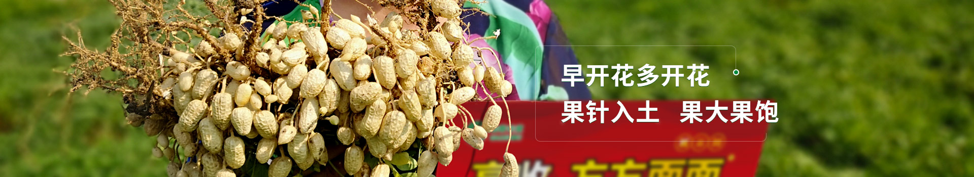 花生增产套餐，早开花，早结果