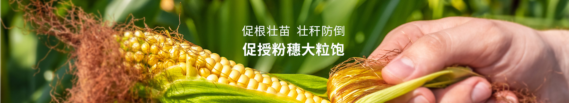 玉米增产套餐，促根壮苗，壮杆防倒