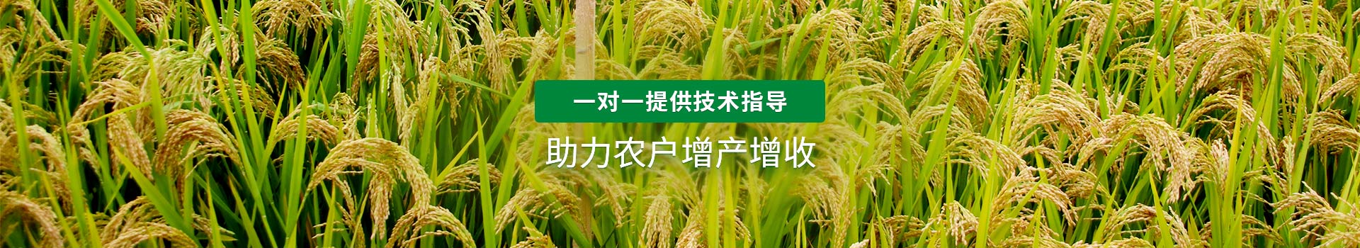 高收农业，一对一提供技术指导，助力农户增产增收
