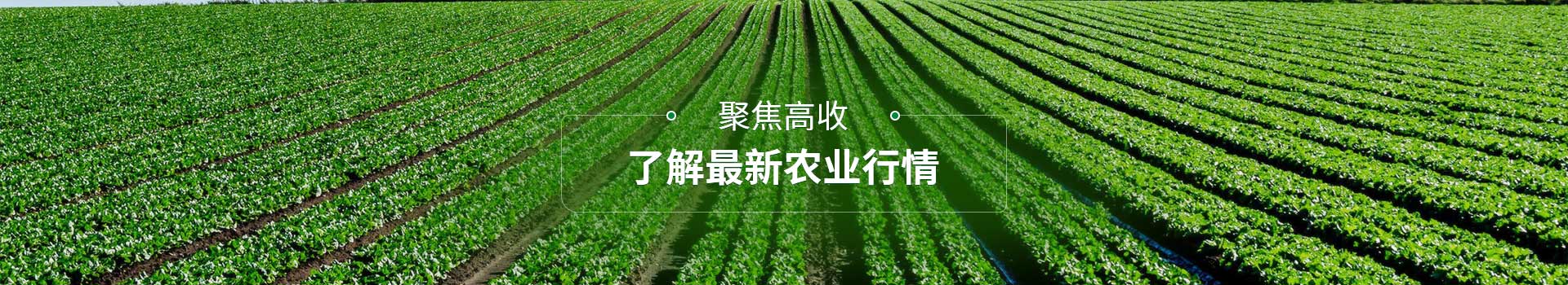 聚焦高收，了解最新农业行情