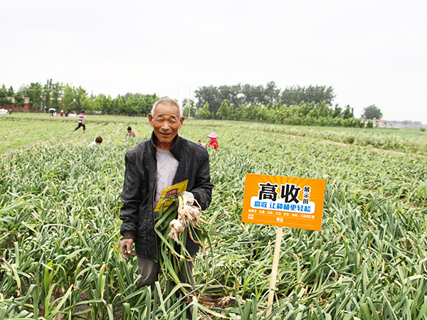 王大爷使用高收农业方方面面大蒜增产套餐后 省心又省钱