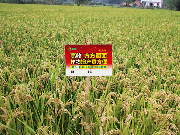 江苏徐州沭阳高收农业水稻实打验收测产会纪实