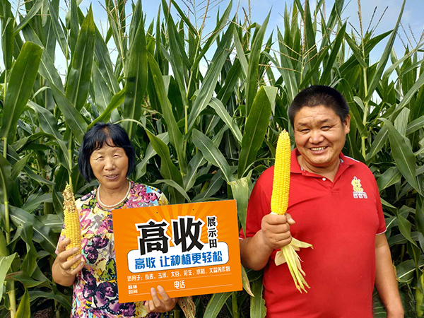 影响玉米授粉的外界因素