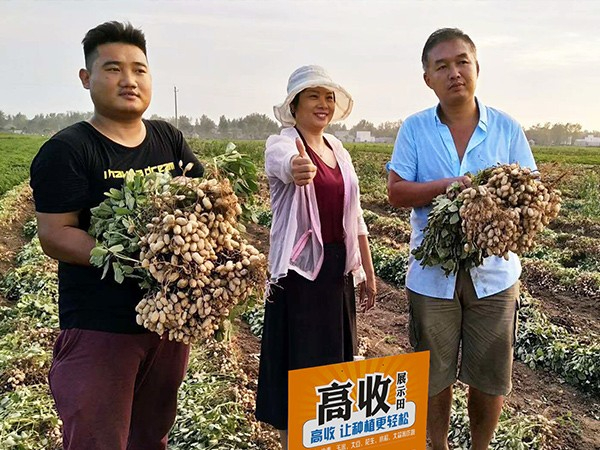 花生用方方面面,不落叶不早衰