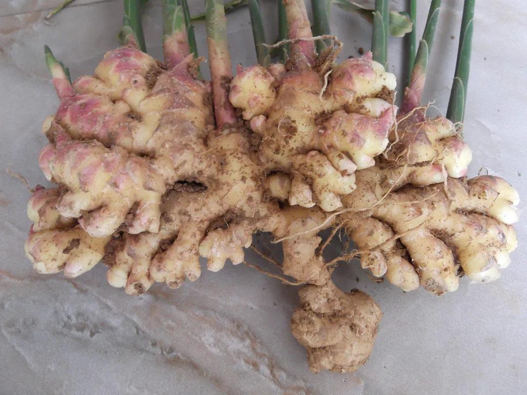 生姜的种植方法：种植大户生姜高产的秘籍，快来围观！