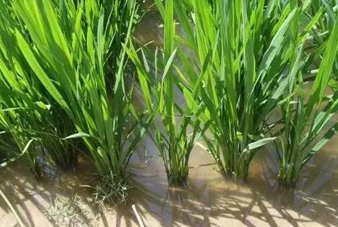 水稻分蘖期怎样田间管理？用高收水稻增产套餐能增产多少？