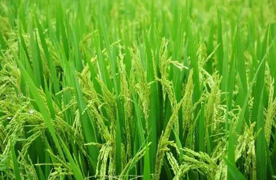 水稻分蘖期怎样田间管理？用高收水稻增产套餐能增产多少？