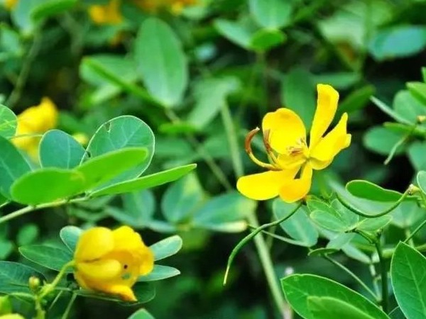 花生花期怎么管？掌握高收农业介绍的这五点！轻轻松松得高产！