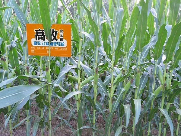 玉米什么时候控旺效果更好？高收农业为您解答