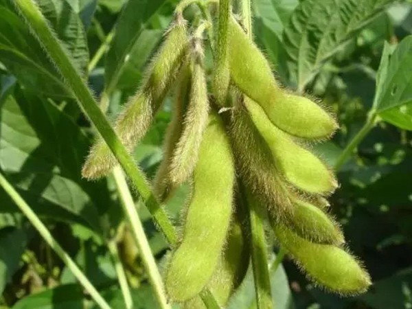 大豆要高产到底怎么管？高收农业您介绍管理方法！