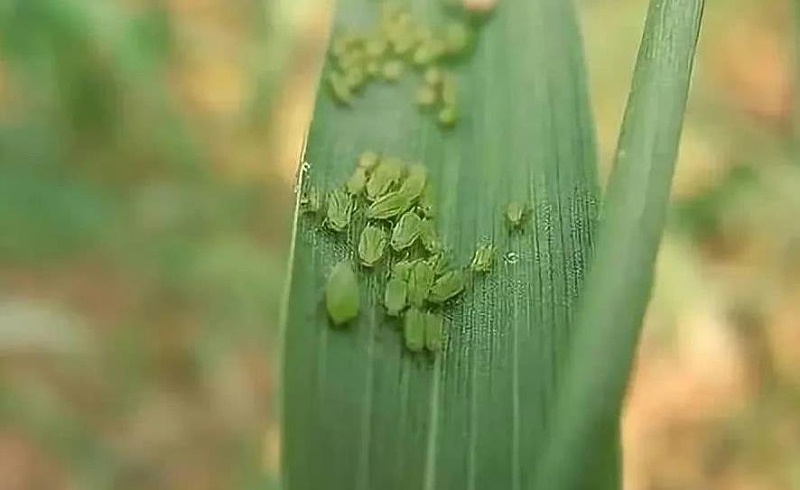 小麦蚜虫有什么防治办法