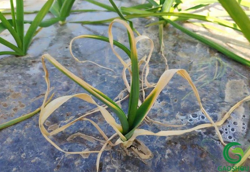 大蒜死棵怎么办