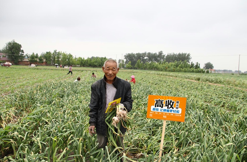 大蒜种植有什么科学增产技术?
