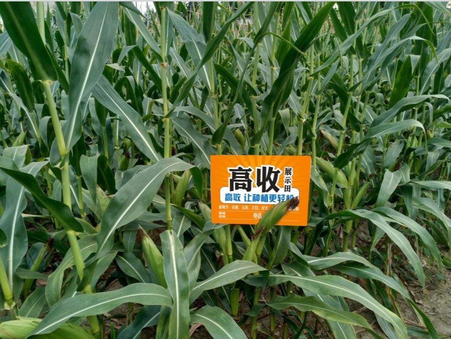 玉米病虫害用高收