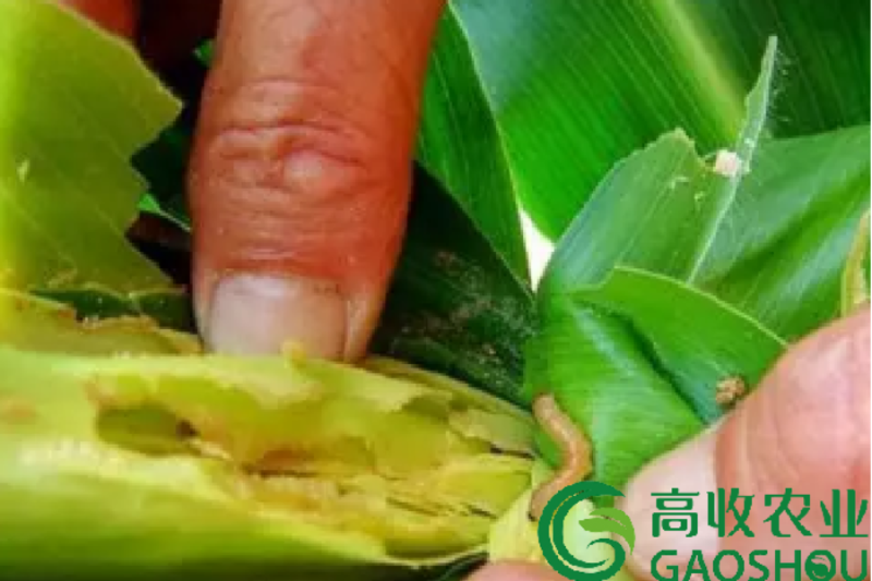 玉米螟幼虫危害大,高收教你防治