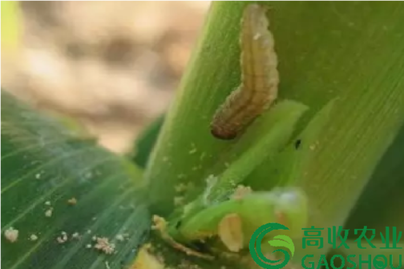 高收增产套餐教你防治玉米螟