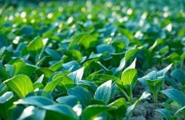郑州高收农业科技有限公司